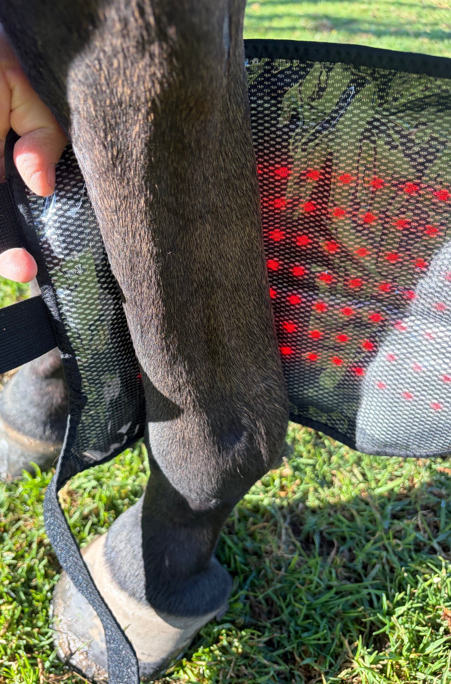 ***NEW***Red Light Therapy Equine Wrap- Universal**Intro Offer