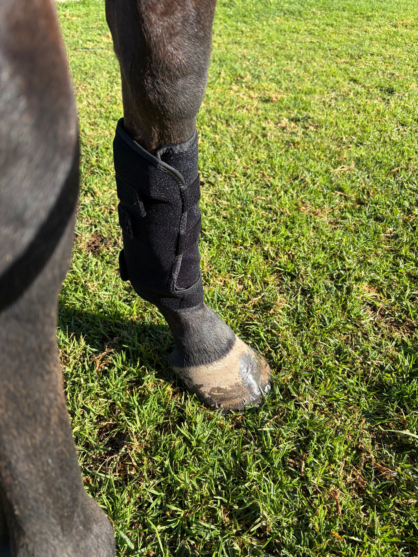 ***NEW***Red Light Therapy Equine Wrap- Universal**Intro Offer